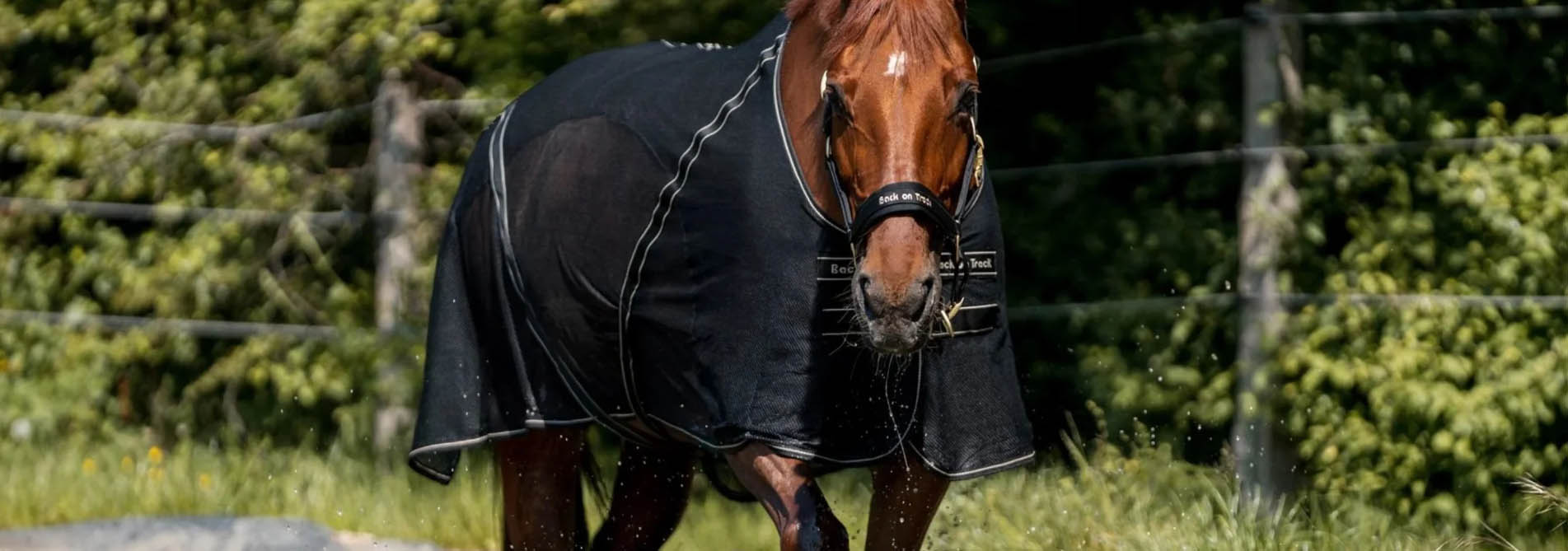 Back On Track -Back On Track fdghh